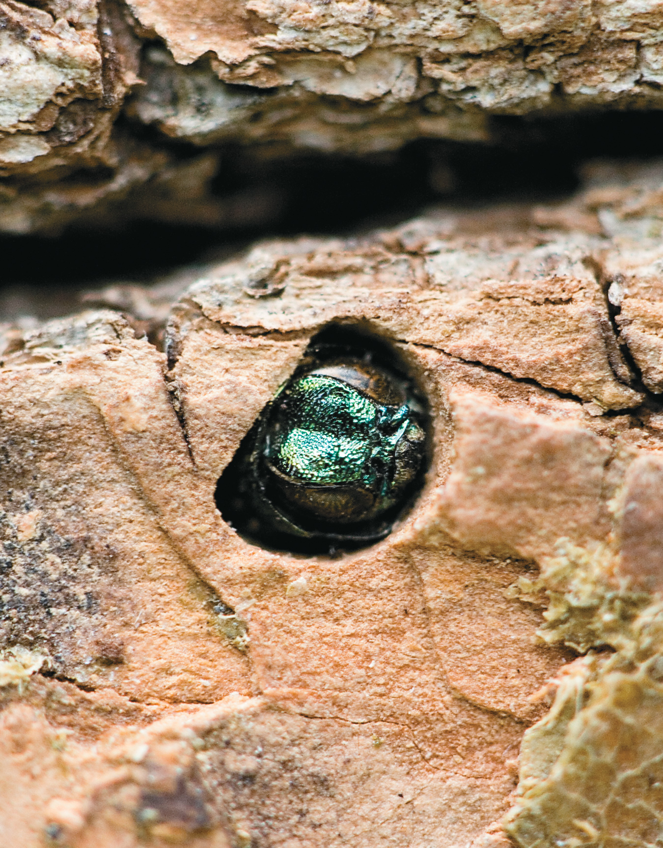 D shaped hole with EAB inside